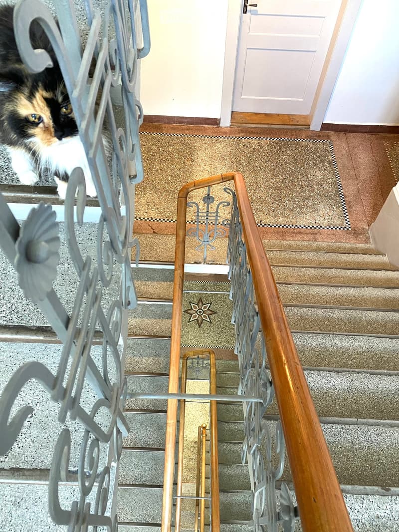 A view from a staircase railing shows a cat peeking through the railing, a doormat, and a wooden door at the end of the hallway.