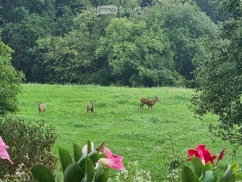 A grassy field with three deer grazing, surrounded by dense green trees and bushes, with a foreground of colorful flowers and green foliage.