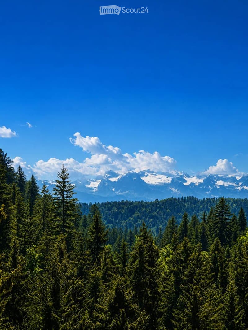 A panoramic view of a dense forest of coniferous trees in the foreground, with snow-capped mountain peaks in the background under a clear blue sky.