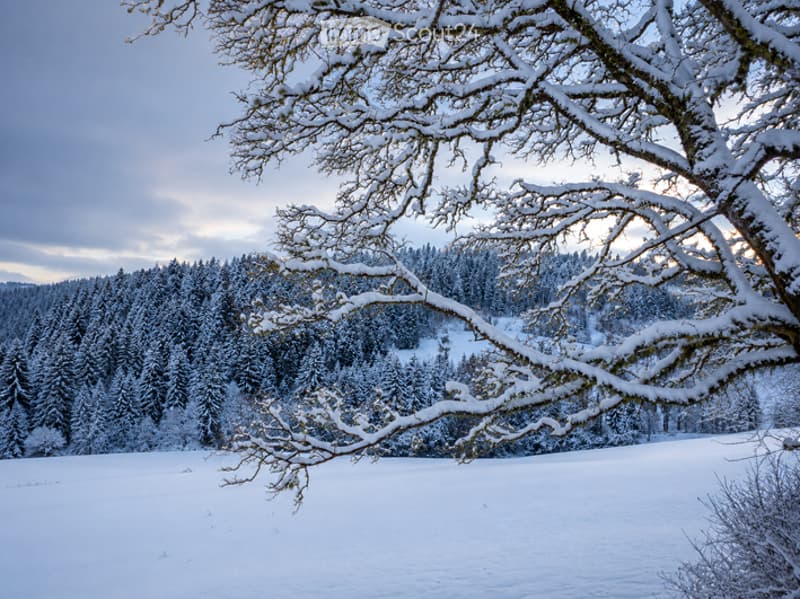 A serene winter landscape featuring a snow-covered field with a dense forest in the background. Snow-laden tree branches extend into the frame, and the sky is partly cloudy, creating a tranquil, cold atmosphere.