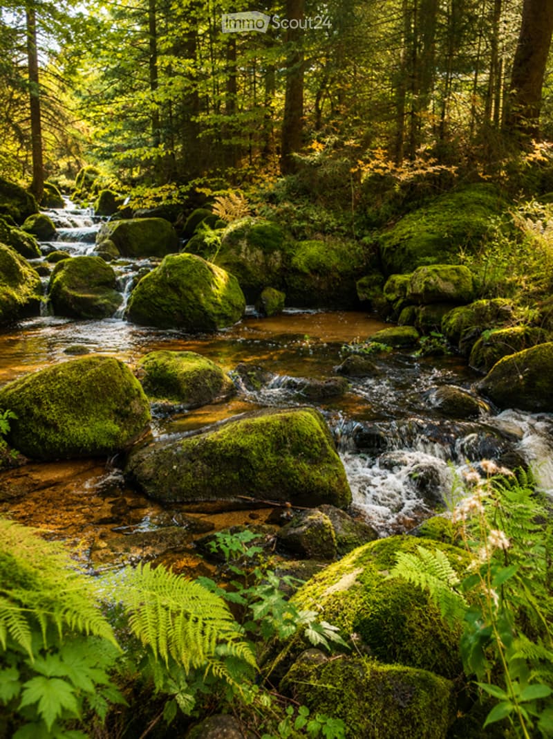 A serene forest stream surrounded by moss-covered rocks and lush greenery, with sunlight filtering through the trees.