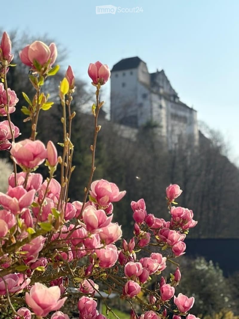 A garden area with pink magnolia blossoms in the foreground and a historic castle or manor in the background, surrounded by trees and greenery.