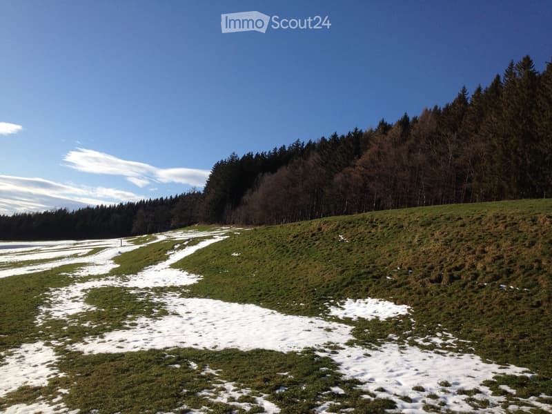 A grassy field with patches of snow, surrounded by a dense forest under a clear blue sky.