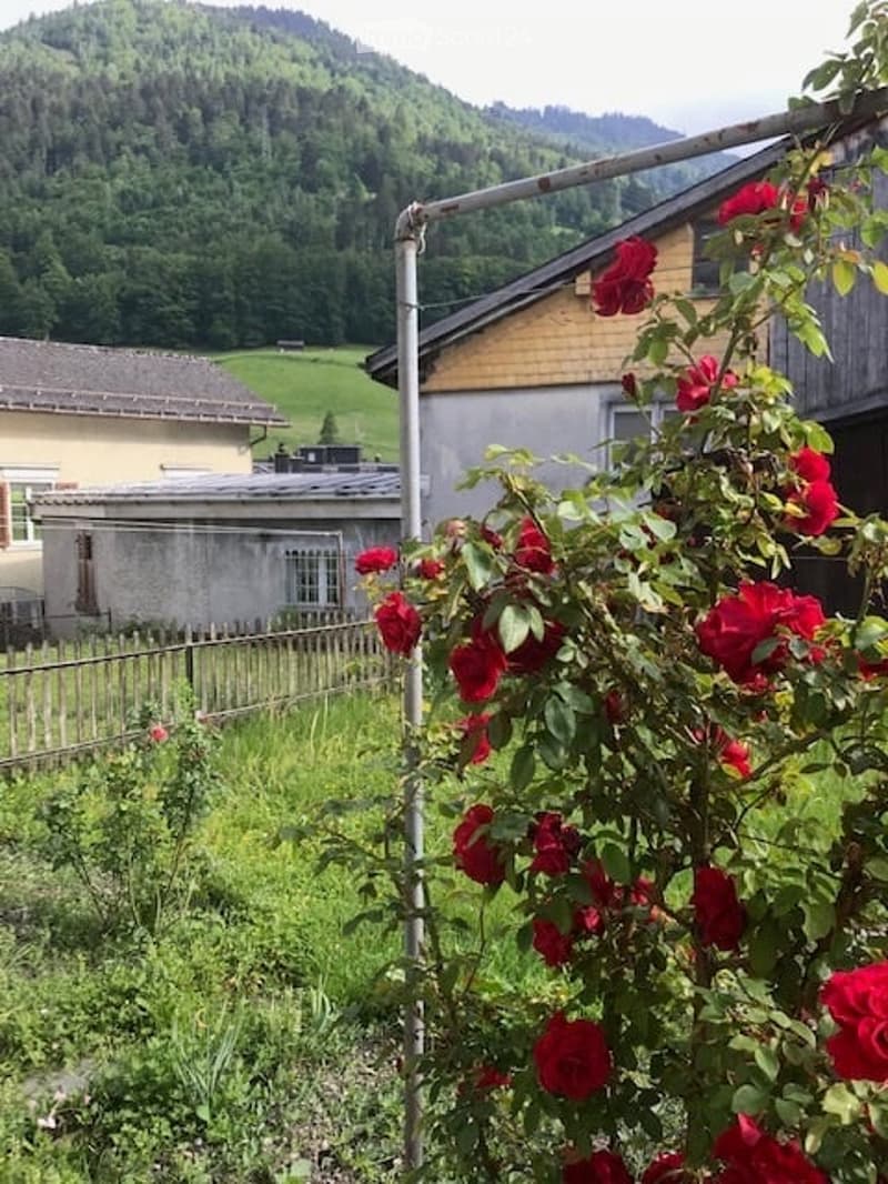 A garden area with a climbing rose bush in full bloom, surrounded by a wooden fence and a view of a green field and mountains in the background.