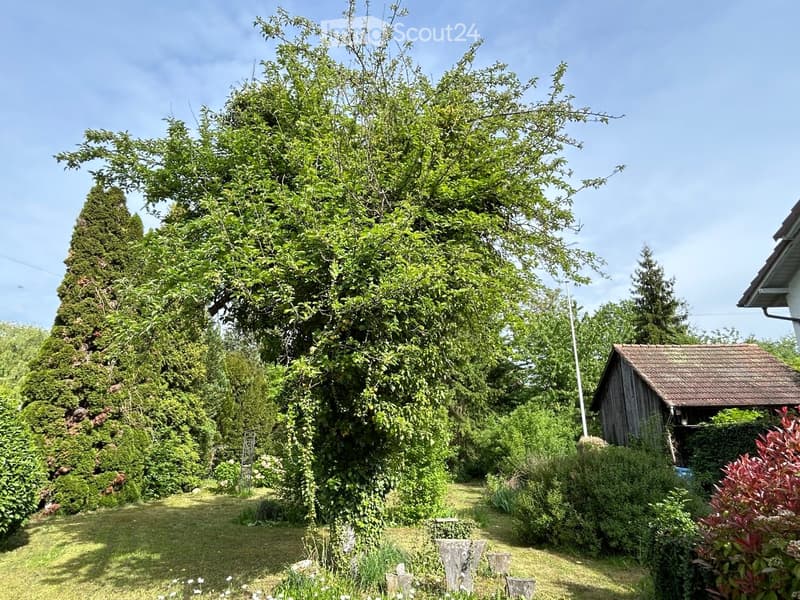 A lush garden with a large tree, shrubs, and a small wooden shed. The area is well-maintained with grass and various plants.