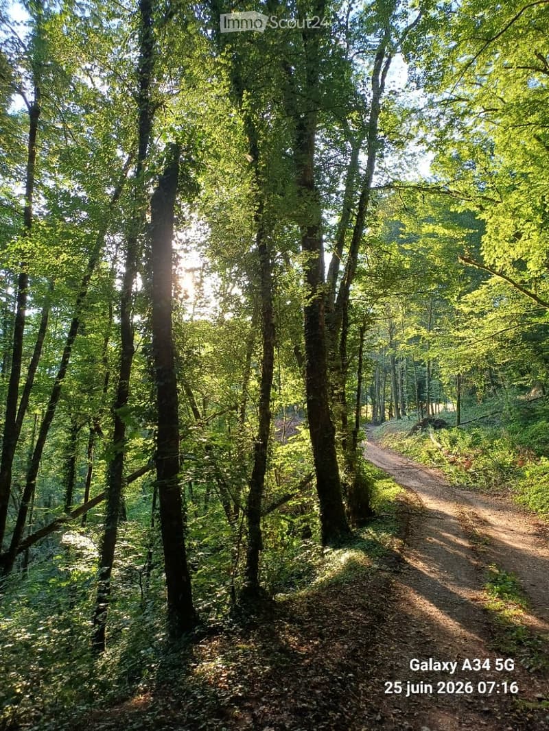 A serene forest path surrounded by tall trees and lush greenery, with sunlight filtering through the canopy.