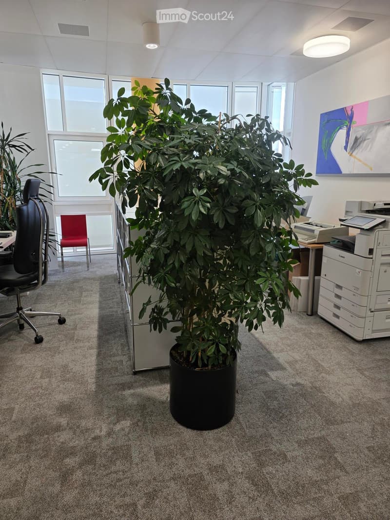 Office space with a large potted plant, a black office chair, a red chair, a printer, a table, and a screen.