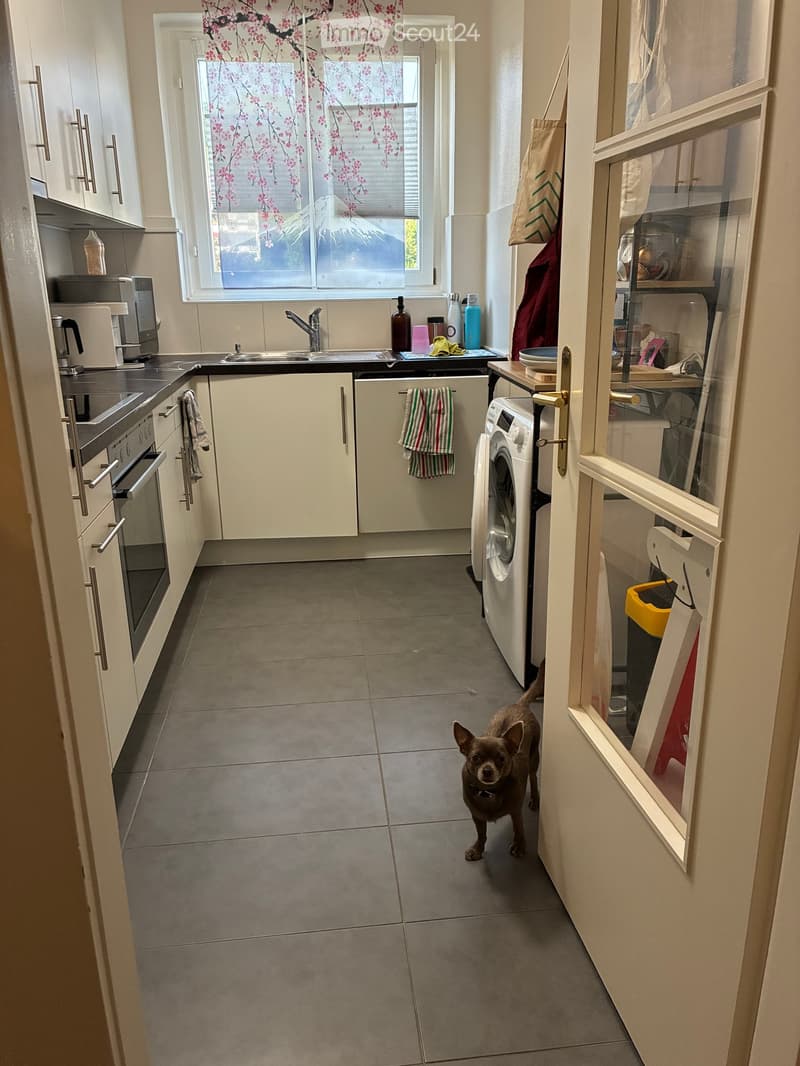 Modern kitchen with white cabinets, stainless steel appliances, and a small dog standing in the center.