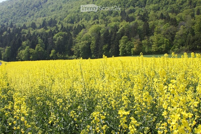A vibrant field of yellow flowers stretches across the foreground, with a dense forest of green trees in the background under a clear sky.