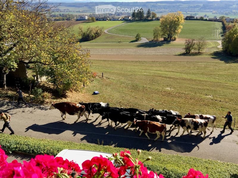 A scenic rural landscape with a herd of cows being herded along a road, surrounded by green fields and distant hills.