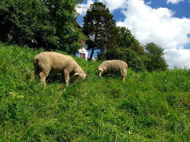 Two sheep grazing on a lush green hillside with trees and a house visible in the background under a partly cloudy sky.