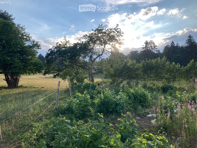 A lush garden area with various plants, flowers, and trees, surrounded by a grassy field and a fence, with a clear blue sky and sunlight shining through the clouds.