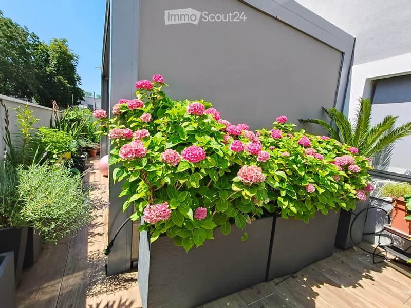 A sunny outdoor area with wooden decking, large grey planters filled with pink flowers, and various potted plants including herbs and palms.