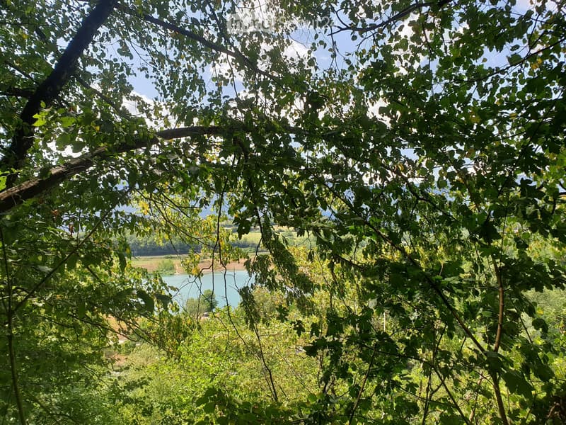 A lush, green outdoor area with dense foliage and trees, offering a view of a body of water in the distance.