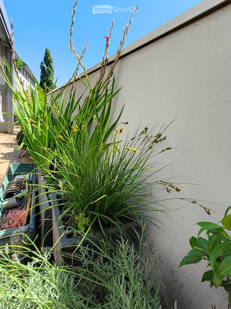 A small garden area with tall, slender plants in a container, surrounded by a white wall and additional greenery.