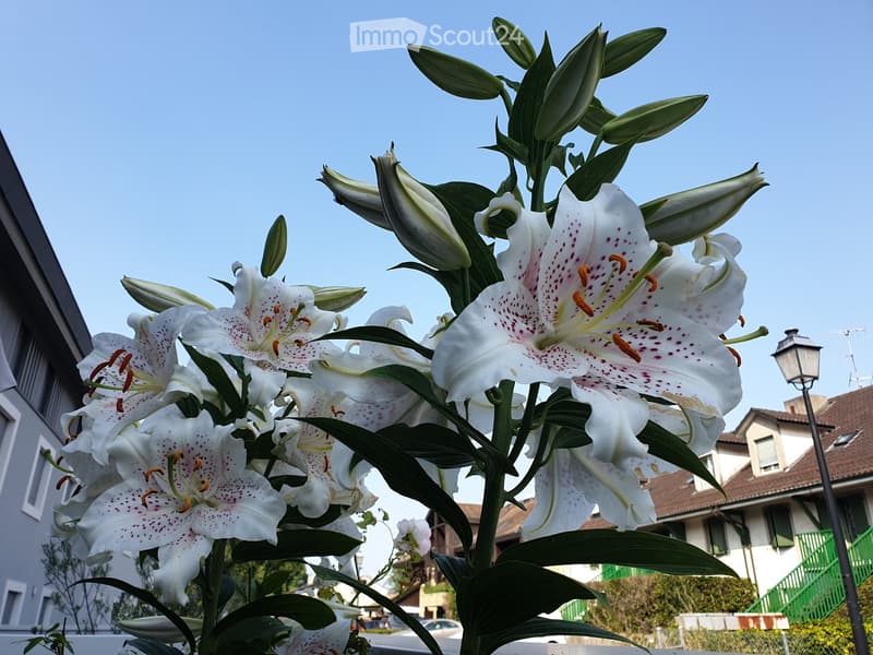 A cluster of white lilies with green leaves in a garden setting, with a house and street visible in the background.