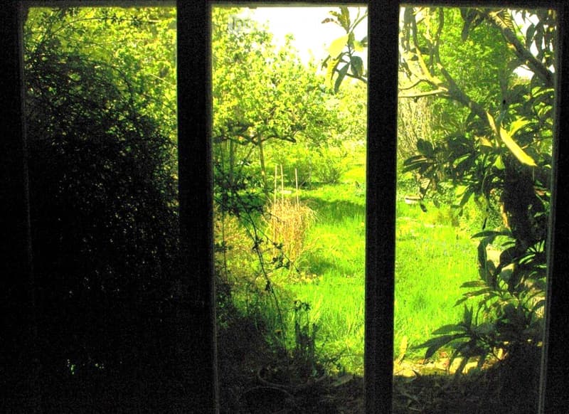 View through a window showing a lush, green garden with grass, trees, and plants.