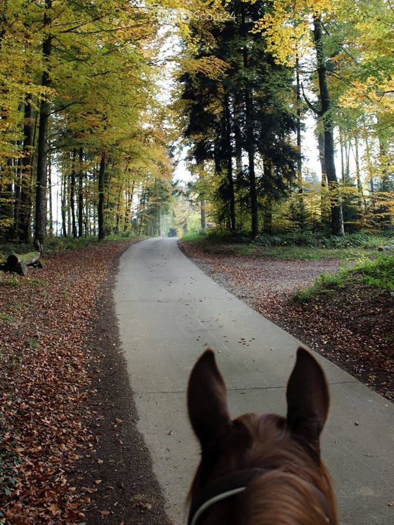 A serene forest path lined with autumn-colored trees, viewed from the perspective of a horse. The path is paved and flanked by gravel shoulders covered in fallen leaves.