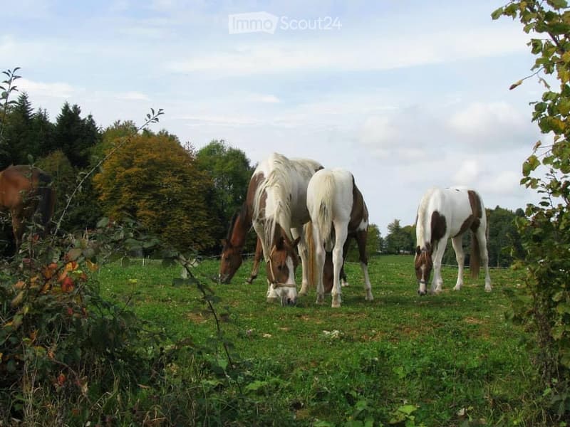 A grassy field with four horses grazing, surrounded by trees and shrubs under a partly cloudy sky.