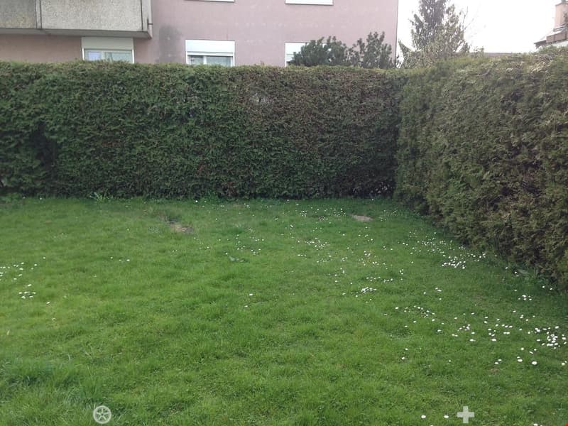 A well-maintained garden with a neatly trimmed hedge, a grassy lawn dotted with small white flowers, and a building with windows visible in the background.