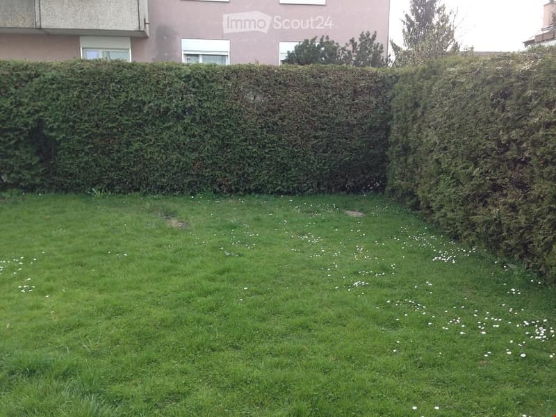 A well-maintained garden with a neatly trimmed hedge, a grassy lawn dotted with small white flowers, and a building with windows visible in the background.