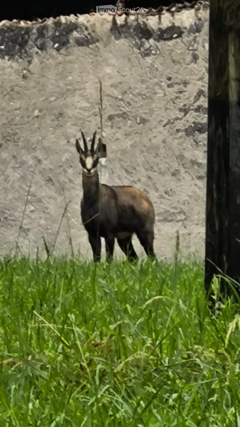 A goat stands in a grassy area near a stone wall and a wooden fence post.