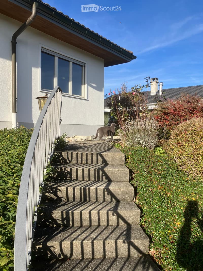 Staircase leading to a raised house entrance, surrounded by greenery and a cat on the steps.