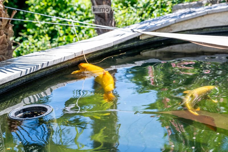 A serene garden pond with two vibrant yellow koi fish swimming gracefully. The pond is bordered by a concrete edge, with a small black drain visible on the left side. The water reflects the surrounding greenery and a nearby structure, creating a tranquil