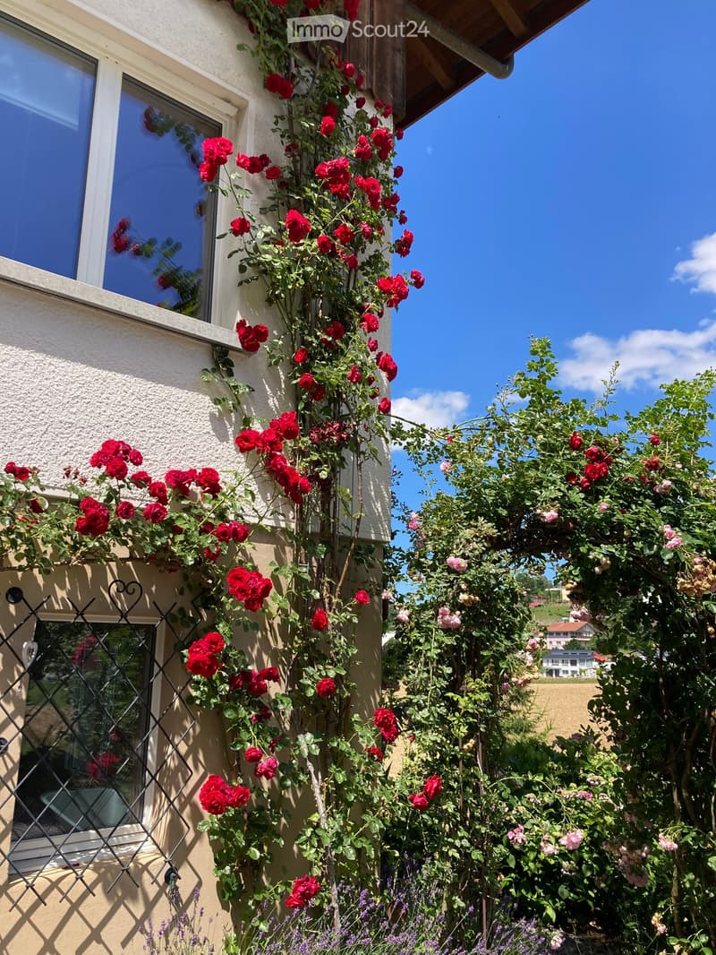 A garden area with red roses climbing a trellis on a house wall, surrounded by lush greenery and lavender plants, with a clear blue sky in the background.