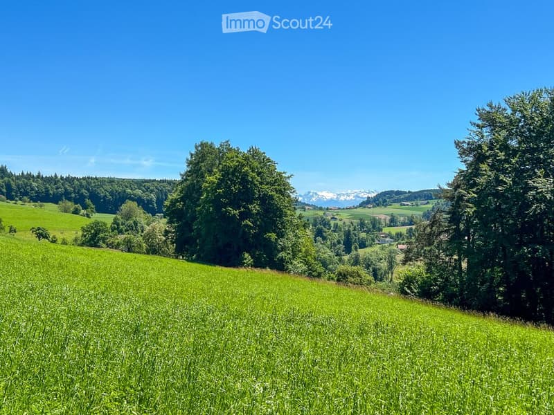 hill with green grass, trees, mountain range with snow, clear sky