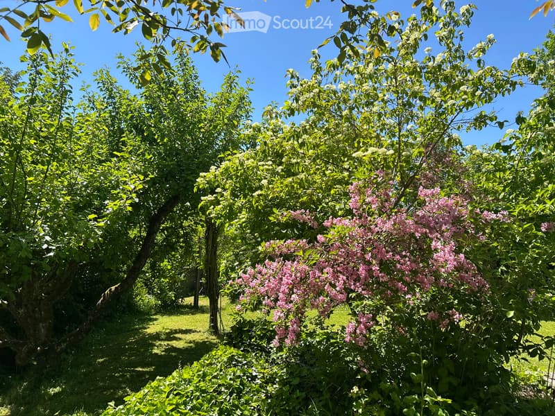 A lush garden with various trees and flowering shrubs, under a clear blue sky.