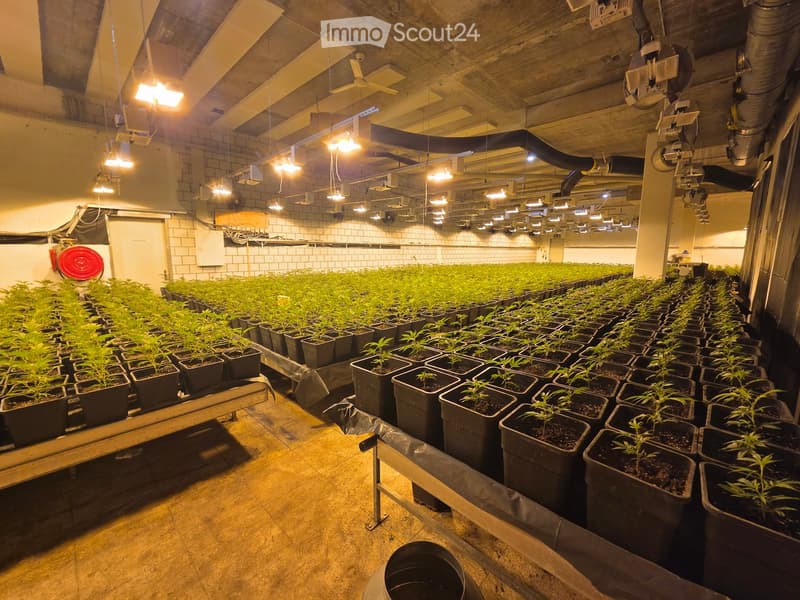 Indoor cannabis cultivation area with rows of potted plants under artificial lighting, concrete floor, and industrial ceiling with exposed pipes and lighting fixtures.