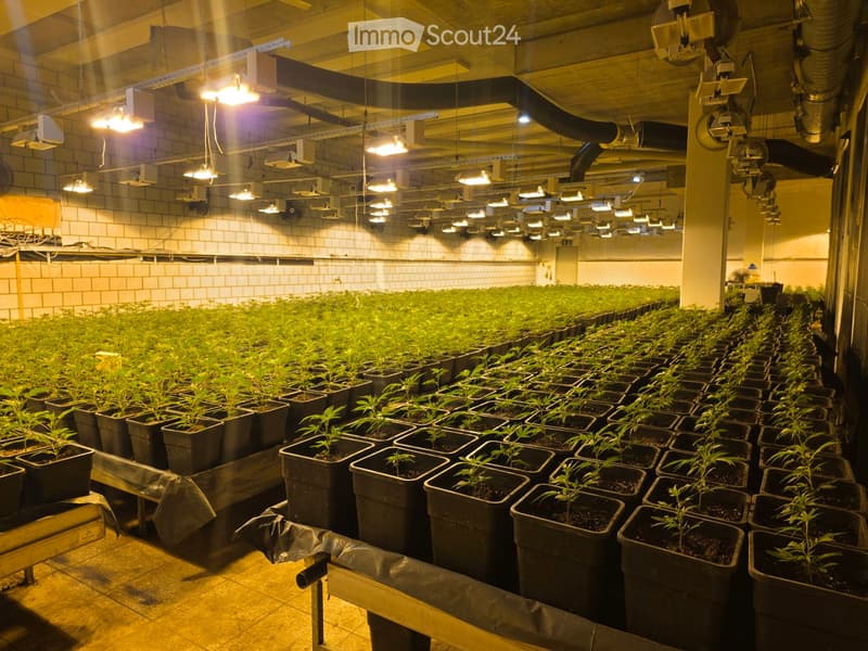 Indoor cannabis cultivation area with rows of potted plants under artificial lighting, featuring a tiled floor and industrial ceiling with ventilation systems.