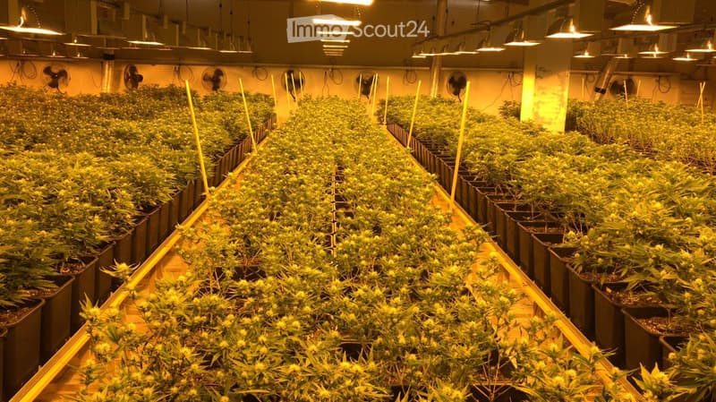 Indoor cannabis cultivation area with rows of potted plants under bright artificial lighting, equipped with multiple fans for ventilation.