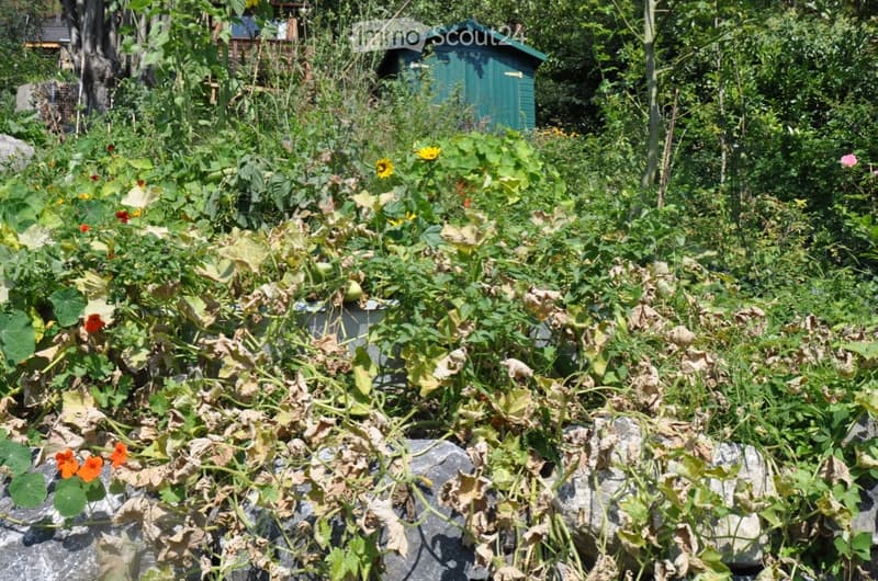A lush garden area with various plants, flowers, and a small green shed in the background.