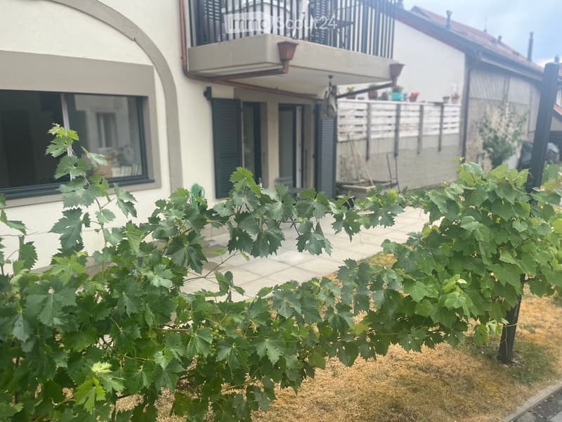 A lush green grapevine with large leaves is growing in a garden area in front of a modern house with a balcony and large windows.