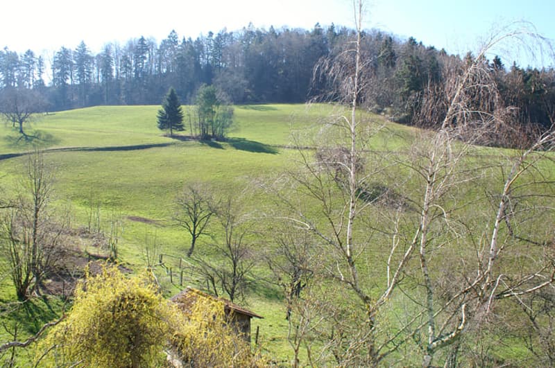 A peaceful, expansive green field with scattered trees and a small wooden structure, surrounded by a forested area in the background.