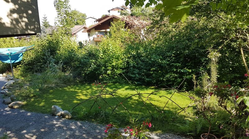 A lush garden with a gravel path, rocks, and various plants, including ferns and flowering shrubs. A clothesline is visible on the left, and residential houses are seen in the background.