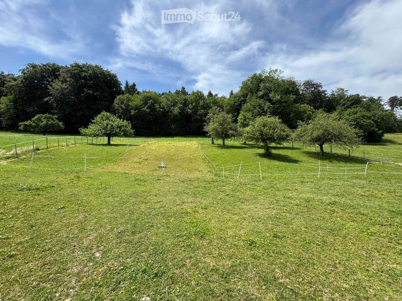 A large, fenced grassy area with scattered trees and a clear blue sky overhead.