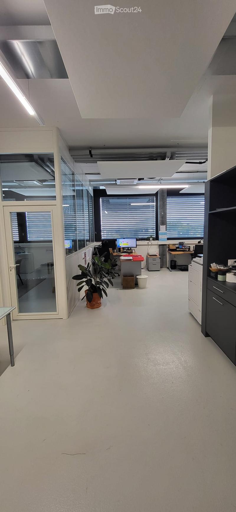 Modern office space with white walls, large windows with blinds, desks, chairs, computers, and a potted plant.