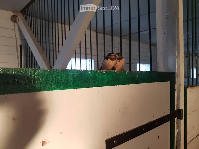 Two birds perched on a green-painted wooden fence inside a barn-like structure with metal bars and white walls.