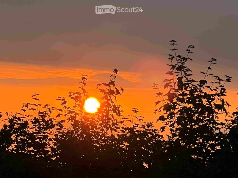 A serene sunset view with the sun setting behind a silhouette of leafy trees, casting warm orange and pink hues across the sky.