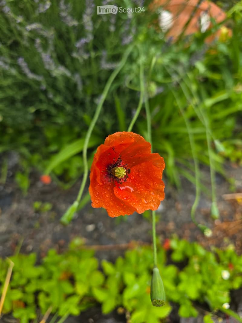 A close-up of a red poppy flower with water droplets on its petals, surrounded by green foliage and other plants.