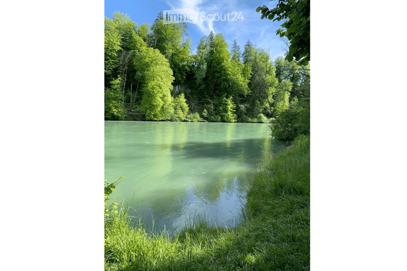 A serene pond surrounded by lush green trees and grass, reflecting the sky and surrounding foliage.