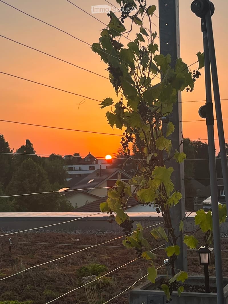 A serene garden scene at sunset, featuring a grapevine with lush green leaves and clusters of grapes, set against a backdrop of rooftops and a vibrant orange sky.