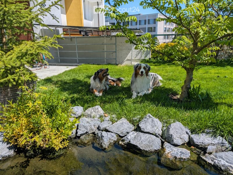 A well-maintained garden with two dogs resting on the grass, surrounded by trees, shrubs, and a small water feature with rocks.