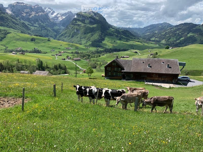 A picturesque alpine landscape with a wooden farmhouse, cows grazing in a lush green meadow, and snow-capped mountains in the background.