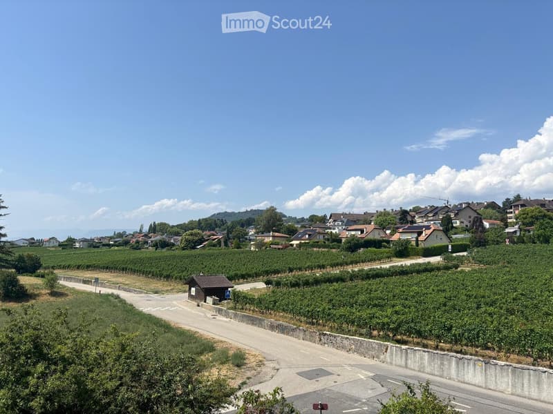 A vineyard area with rows of grapevines, a small shed, and a road running alongside, with houses and trees in the background under a clear blue sky.