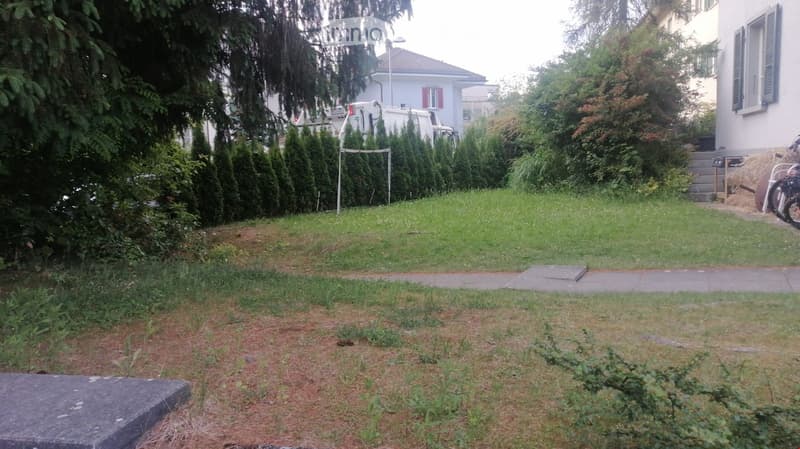 Green lawn, tall bushes, wooden plank in the lawn, trees, pathway, white house at the back.