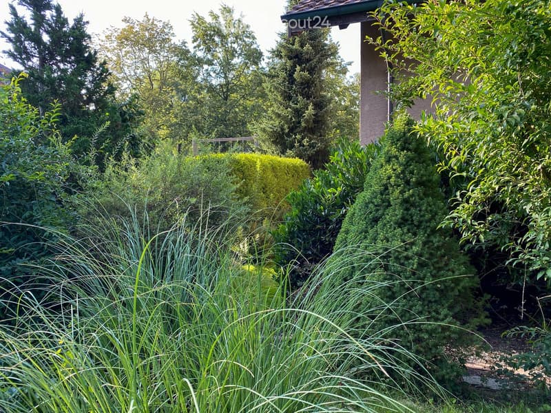 A lush garden with tall grasses, shrubs, and trees, featuring a wooden fence and a house partially visible in the background.